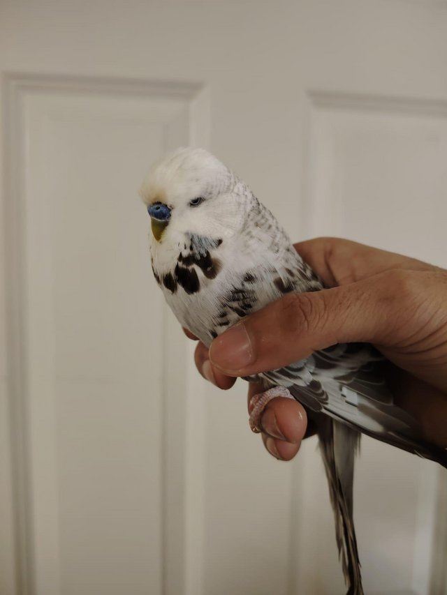 Preview of the first image of Beautiful Hand Tame Exhibition Budgie.