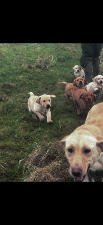 Image 8 of Labrador puppies for sale
