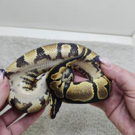 Image 2 of Yellow belly possible leopard het pied female