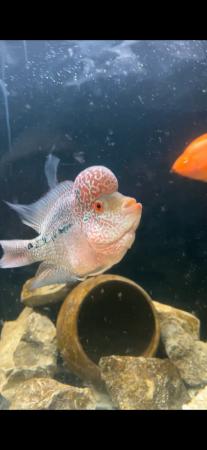 Image 2 of LARGE MALE FLOWERHORN FOR SALE £55 ONO