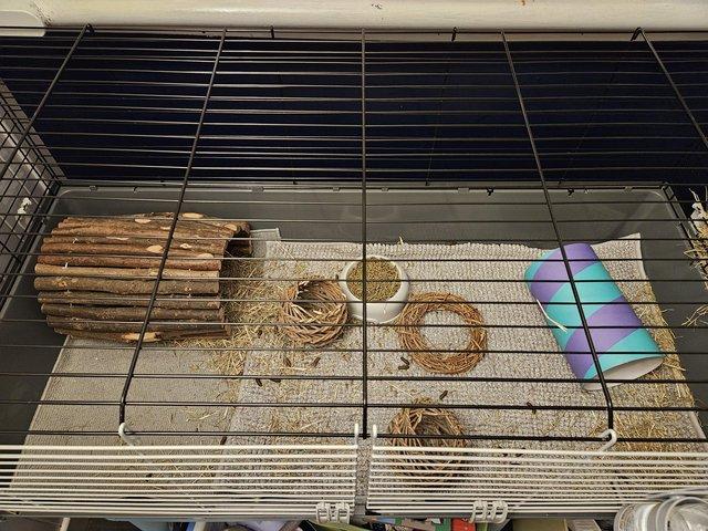 Preview of the first image of 15 months 2z friendly males with cage, hay, shavings. Food.