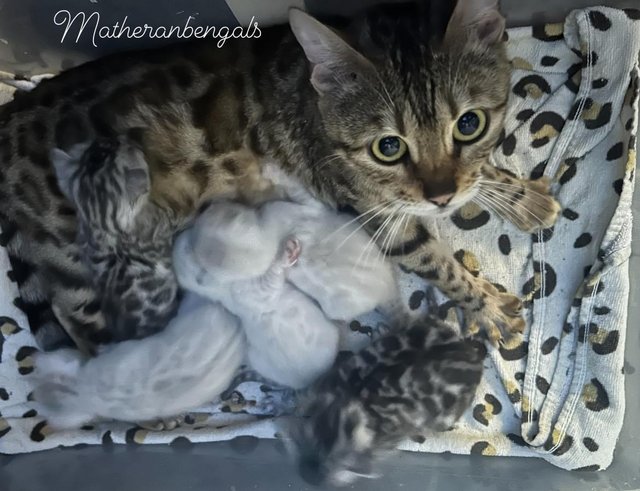 Preview of the first image of TICA registered beautiful Bengal kittens.
