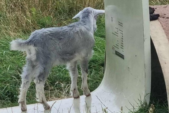 Image 4 of Dwarf Dairy and Nigora goat kids