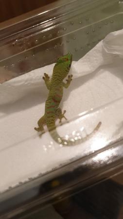 Image 5 of Phelsuma grandis - Giant Day Gecko *UPDATED*