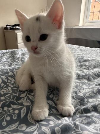 Image 8 of British Short-Hair kitten - White (RARE PINK COLOURED FEATUR
