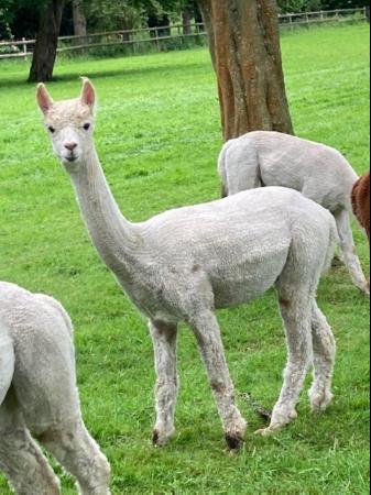 Image 3 of Alpacas looking for new caring homes.