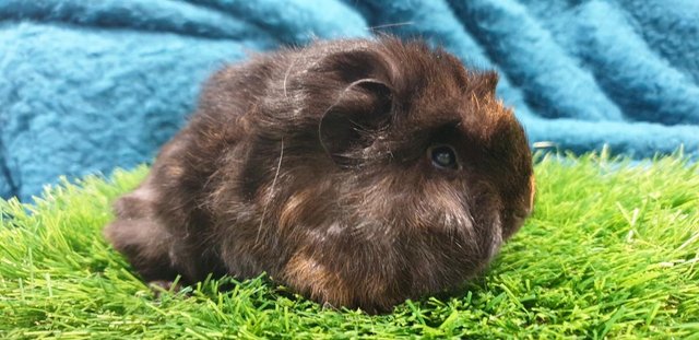 Image 1 of 3 lovely Male (Boars) Guinea Pigs for Sale