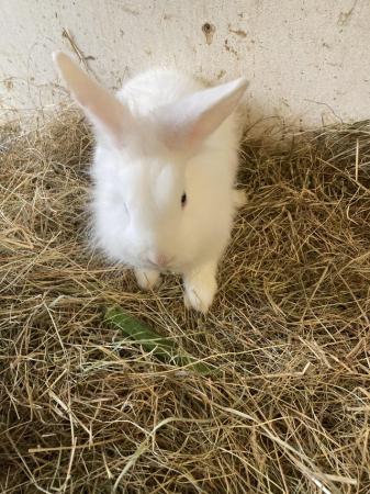 Image 6 of Mixed breed lionhead X lopear male blue eyes white rabbit