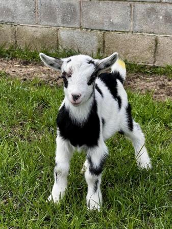 Image 3 of Registered Male Dwarf Dairy Goat Kids like Nigerian Dwarf