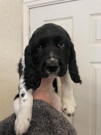 Image 1 of REDUCED only two Sprocker Spaniel Pups left! Ready now!
