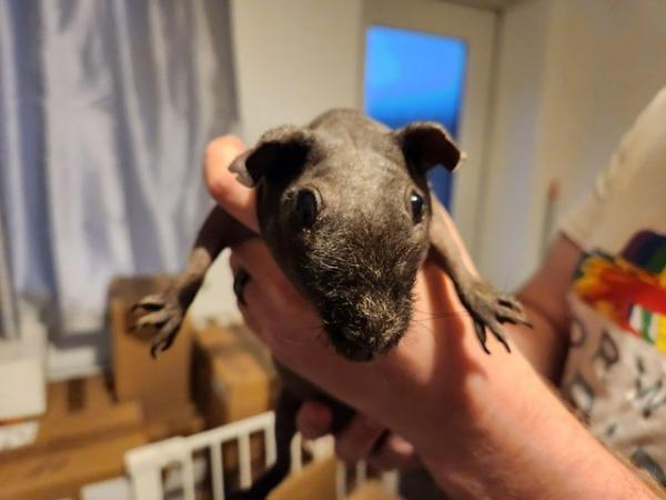 Image 6 of One skinny pig and one guinea pig looking for forever home