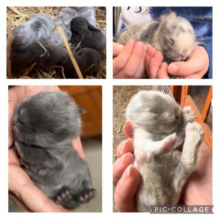 Image 3 of Gorgeous baby lop ear bunnies looking for homes