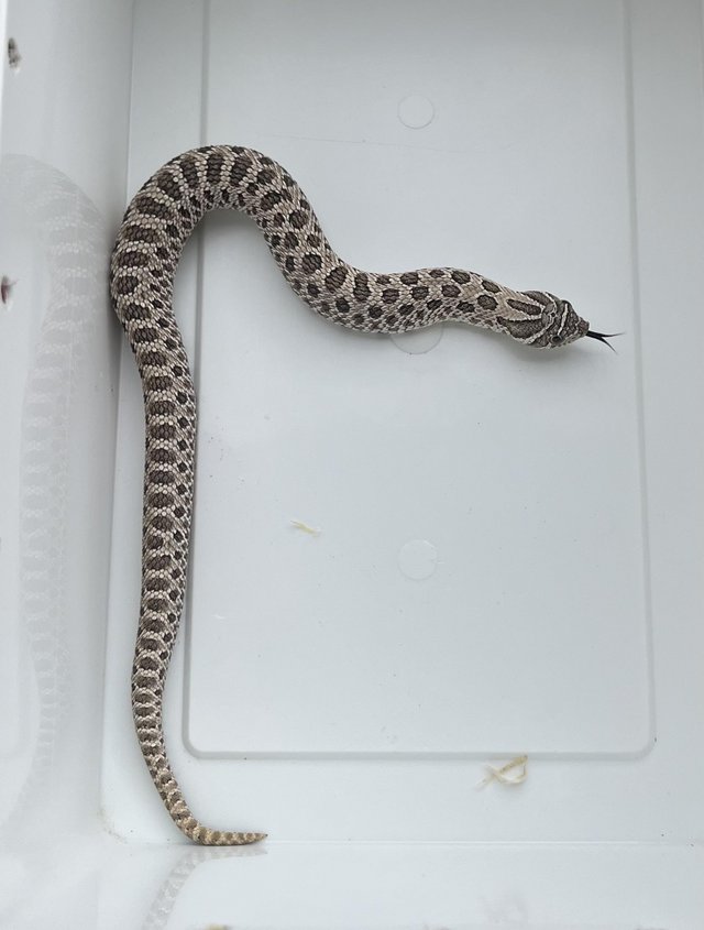 Preview of the first image of VARIOUS WESTERN HOGNOSE SNAKES.