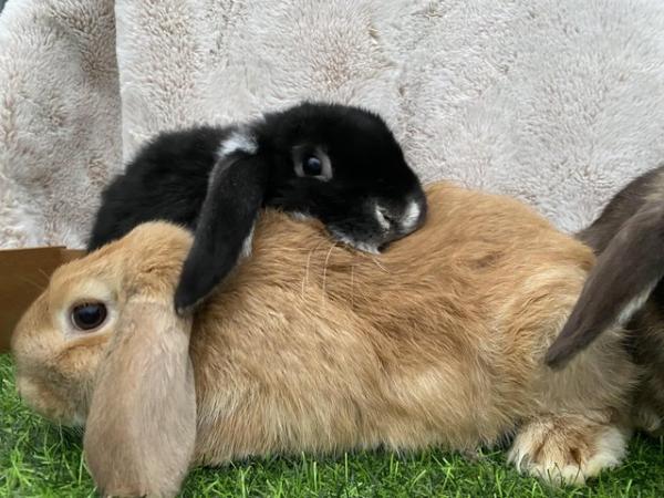 Image 5 of Friendly Pure Bred Baby Mini Lop Rabbits