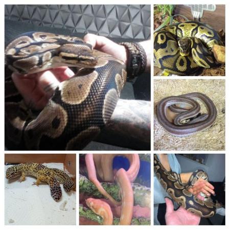 Image 4 of S65 REPTILE RESCUE AND REHOMING