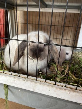Image 3 of Lops for sale 1 year ,4 months,3 months and 2 months.