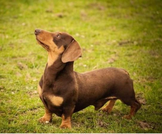 Image 2 of Miniature Smooth Haired Dachshund