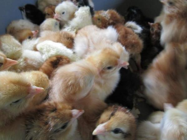 Image 3 of 100% fertile mix breeds chicken hatching eggs