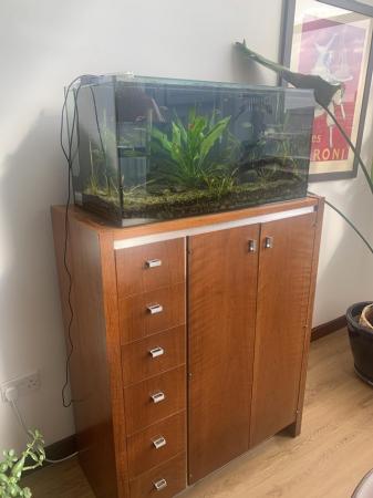 Image 3 of Fully cycled aquarium with fish, shrimps and snails