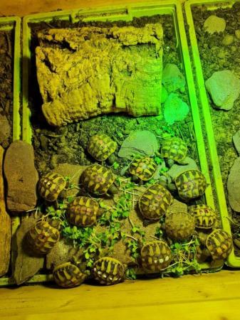 Image 4 of Hatchling Hermann's tortoises