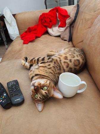 Image 2 of Cute bengal cat looking for good home (toilet trained)