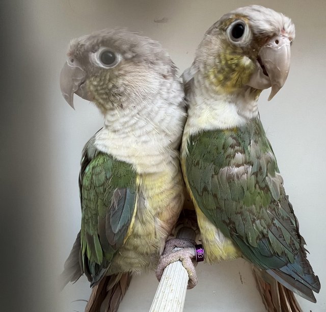 Preview of the first image of Pair Semi Tame Cinnamon Blue Pineapple Conures.