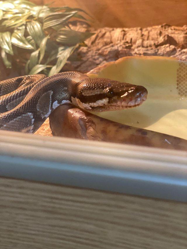 Preview of the first image of Six year old male ball python.