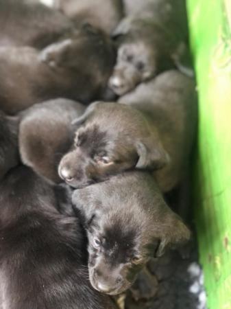 Image 5 of 6 weeks old black Labrador puppies