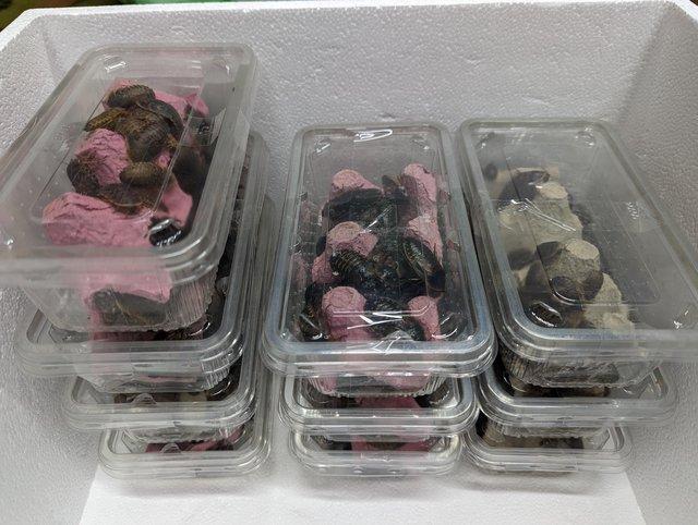 Preview of the first image of Dubia Roaches Feeder Reptile Food - Can post Mainland Uk.