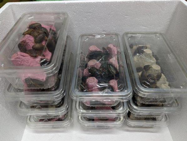 Image 1 of Dubia Roaches Feeder Reptile Food - Can post Mainland Uk