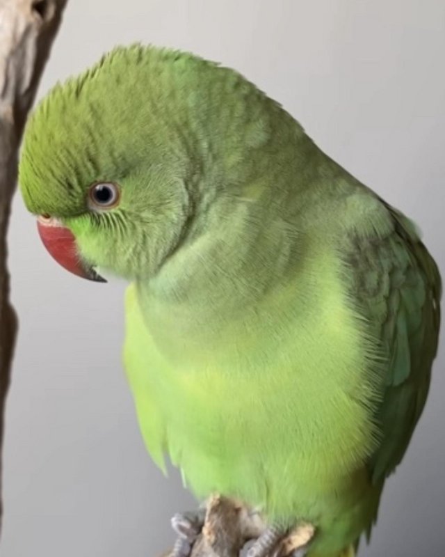 Preview of the first image of Baby tamed ring neck talking parrot.