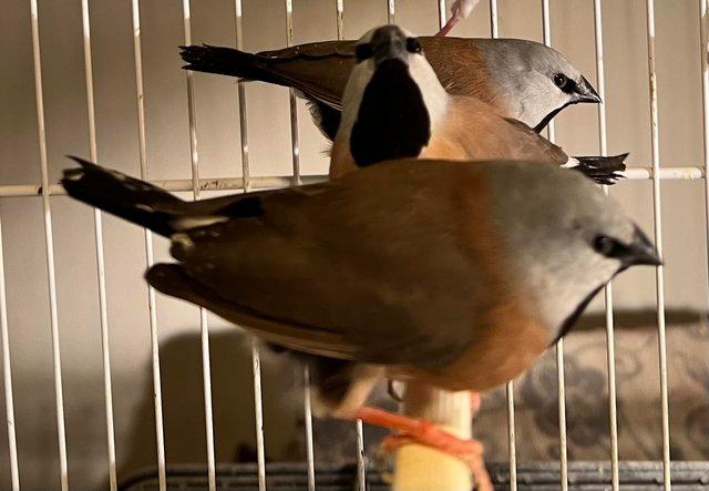 Preview of the first image of Australian finches - Java Sparrows, Parsons, weaver, Cubans.