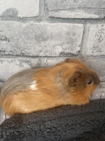 Image 5 of 2 male Guinea pigs with cage