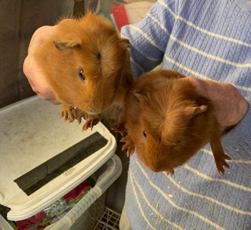Image 3 of Baby male guineapigs.....