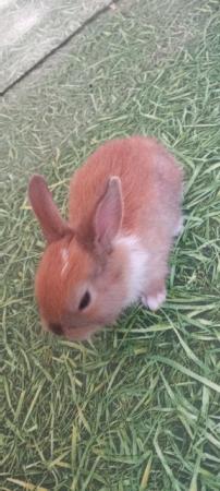Image 4 of Very beautiful young rabbit in Glasgow (Thornliebank)