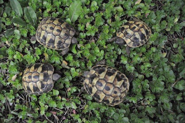 Image 7 of More than one year old little tortoises are ready to go