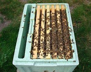 Image 3 of 6 Frame National Nuc of Bees For Spring 2024