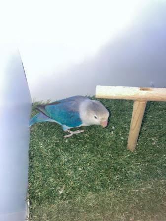 Image 1 of Lovebirds pale fallows and split pale fallows