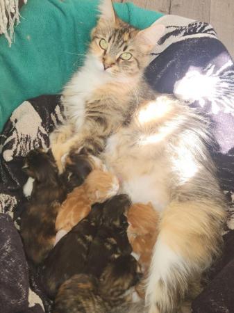 Image 4 of Maine Coon kittens Ginger, Calico, tortoiseshell Ready Now!