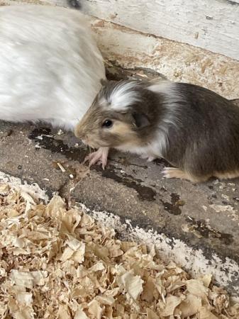 Image 2 of 6 week old guinea pig for sale