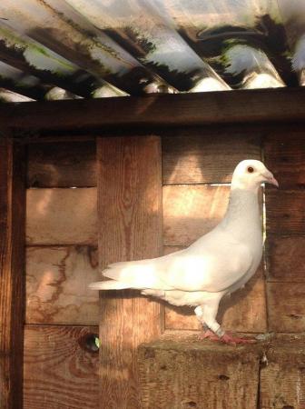 Image 18 of PURE WHITE RACING PIGEON FOR SALE