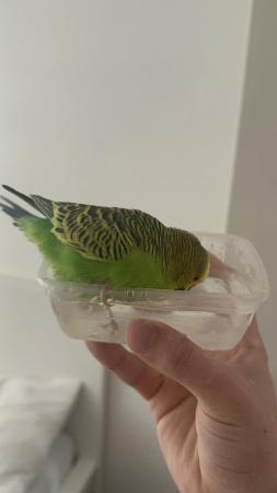 Image 2 of Budgie for sale male and comes with cage