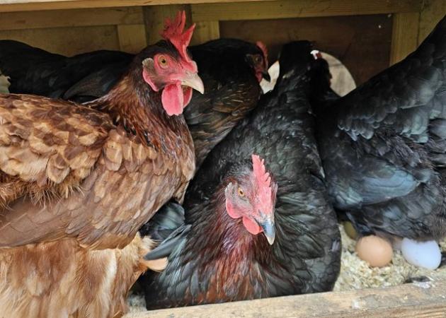 Image 5 of Large fowl Hybrid chickens