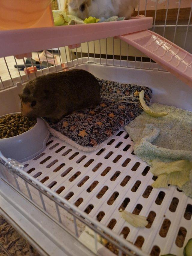 Preview of the first image of Chinchilla/rat small animal cage for sale.