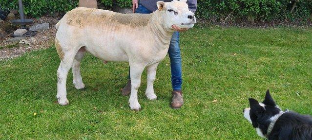Preview of the first image of Pedigree texel shearling ram.