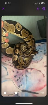 Image 3 of 2 years male ball python