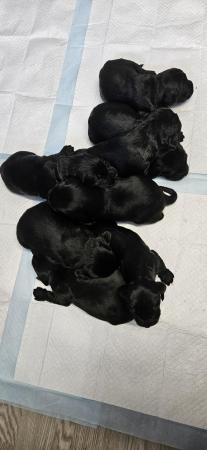Image 2 of 8 week old cocker spaniel pups