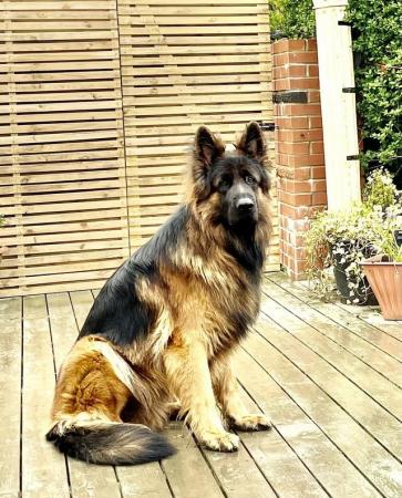 Image 3 of FOR STUD ONLY! Top class Large KC German Shepherd male