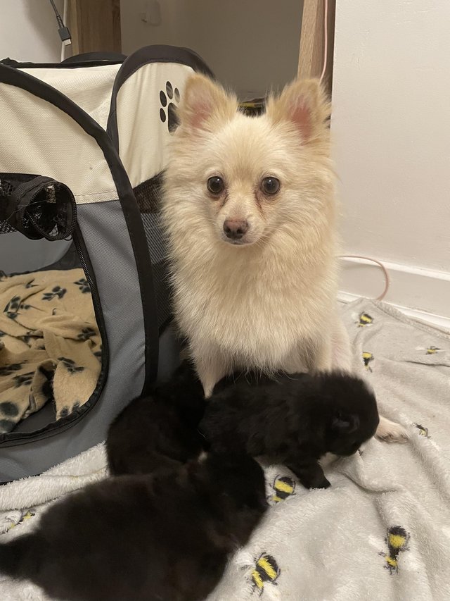 Preview of the first image of Kc register Pomeranian puppies.