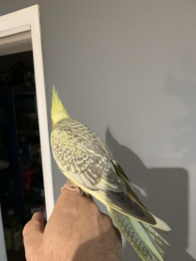 Preview of the first image of Baby cockatiel hand reared and tamed.
